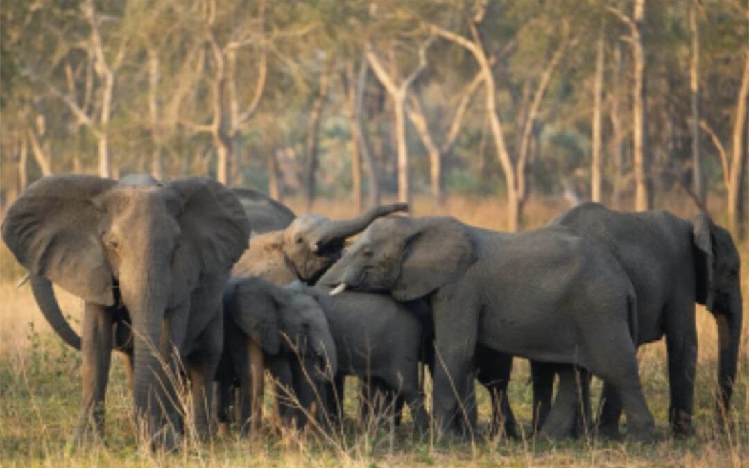 Gorongosa National Park wildlife